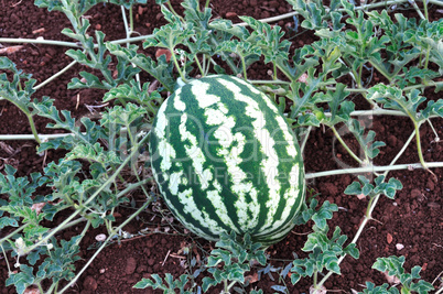 watermelon fruit