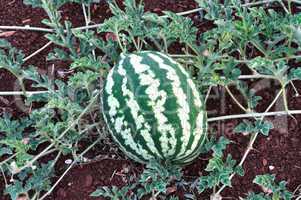 watermelon fruit