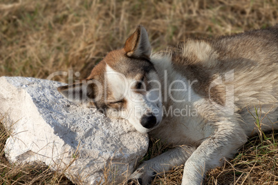 Homeless dog sleeps on stone for a pillow