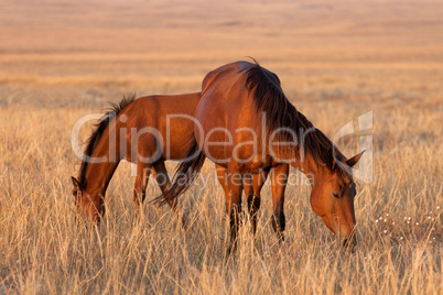 Two horses grazing in pasture