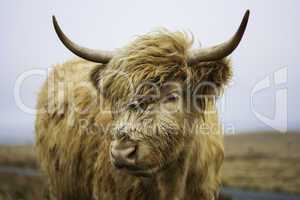 Head of a Highland cow