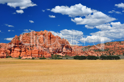 Wheat fields at Zion NP