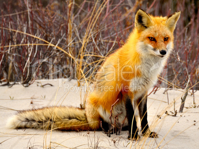 Red Fox