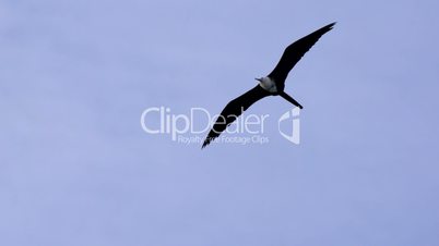 Frigate Seabird Gliding on Open Wings