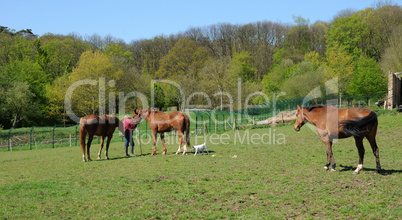France, horses in a field in Boisemont