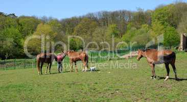 France, horses in a field in Boisemont