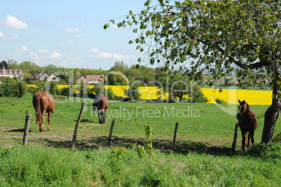 France, horses in a field in Boisemont