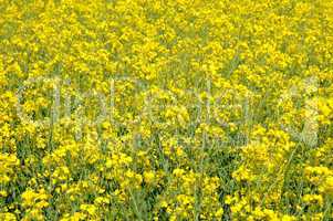 Ile de France, field of rape in Boisemont