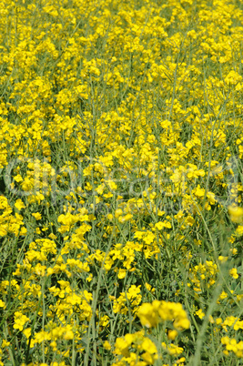 Ile de France, field of rape in Boisemont