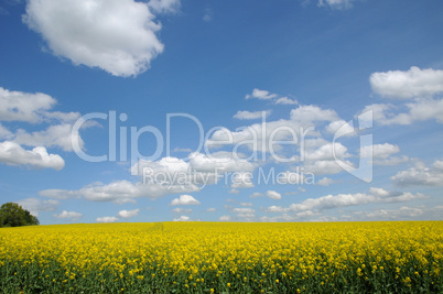 Ile de France, field of rape in Boisemont