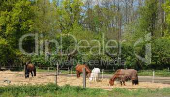 France, horses in a field in Boisemont