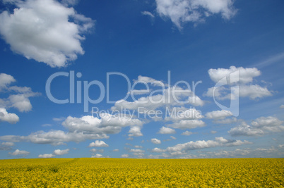 Ile de France, field of rape in Boisemont