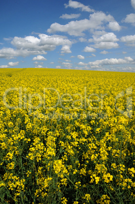 Ile de France, field of rape in Boisemont