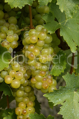 France, vineyard of Riquewihr in Alsace