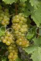 France, vineyard of Riquewihr in Alsace