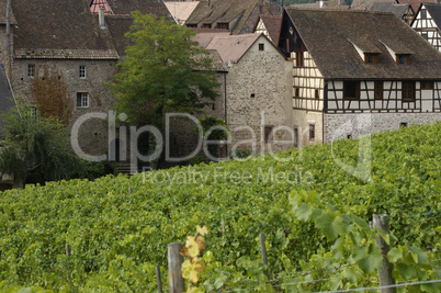 France, vineyard of Riquewihr in Alsace