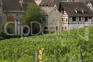 France, vineyard of Riquewihr in Alsace