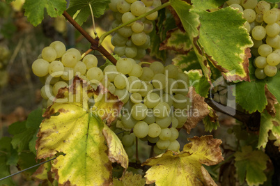 France, vineyard of Riquewihr in Alsace