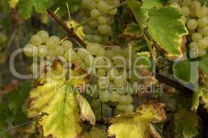 France, vineyard of Riquewihr in Alsace