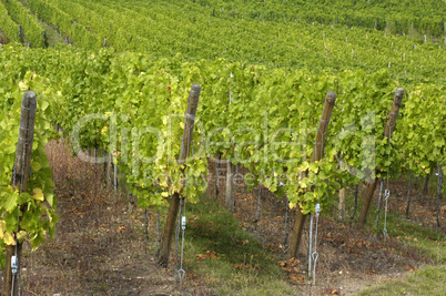 France, vineyard of Riquewihr in Alsace