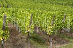 France, vineyard of Riquewihr in Alsace