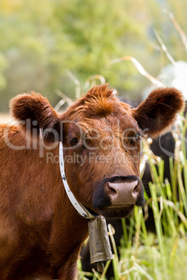 Cow