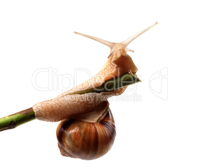 Snail crawling on the stem