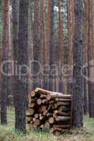 Stack of firewood in pine forest