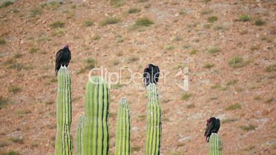 Three Turkey Vultures Cleaning