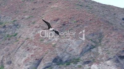 Low Angle Shot of a Frigate Seabird Gliding on Open Wings