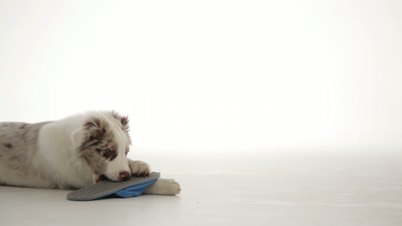 young puppy dog playing with slipper