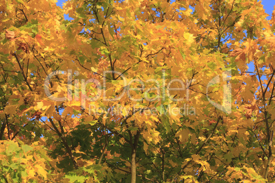 Herbstlaub  / Autumn leaves