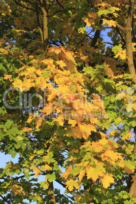 Herbstlaub / Autumn leaves