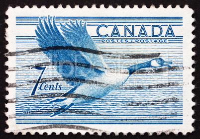 Postage stamp Canada 1952 Canada Goose, Bird