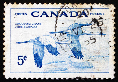 Postage stamp Canada 1955 Whooping Cranes, Birds