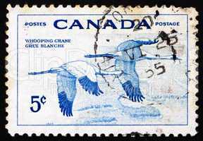 Postage stamp Canada 1955 Whooping Cranes, Birds