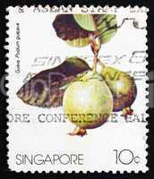 Postage stamp Singapore 1986 Guava Fruit, Psidium Guajava