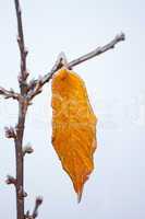 Lonely yellow cherry leaf with rime