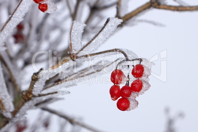 Red Guelder Rose berries covered with hoarfrost