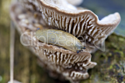 Wegschnecke - Arionidae - Nahrungsaufnahme