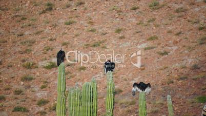 Three Turkey Vultures on Cactus Wings Out