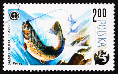 Postage stamp Poland 1979 Trout, Salmo Troutta, Fish