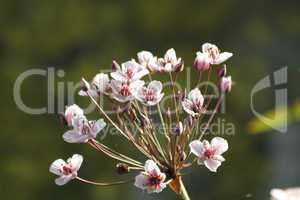 Schwanenblume (Butomus umbellatus) /  Flowering rush