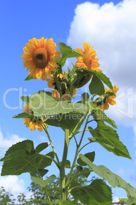 Sonnenblume / Sunflower