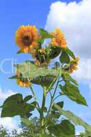 Sonnenblume / Sunflower