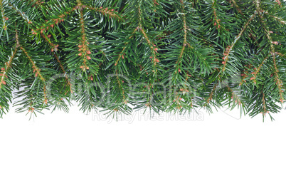 fir branch