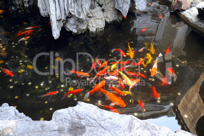 fish pond