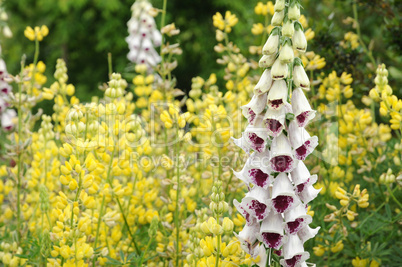 Brittany, le Jardin Lepage in Pleumeur Bodou