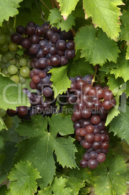 France, vineyard of Riquewihr in Alsace