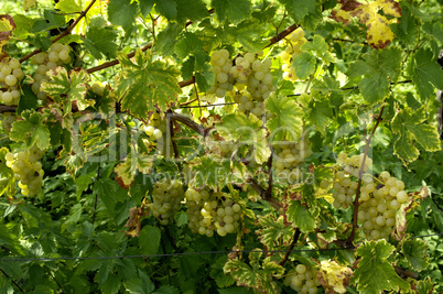 France, vineyard of Riquewihr in Alsace